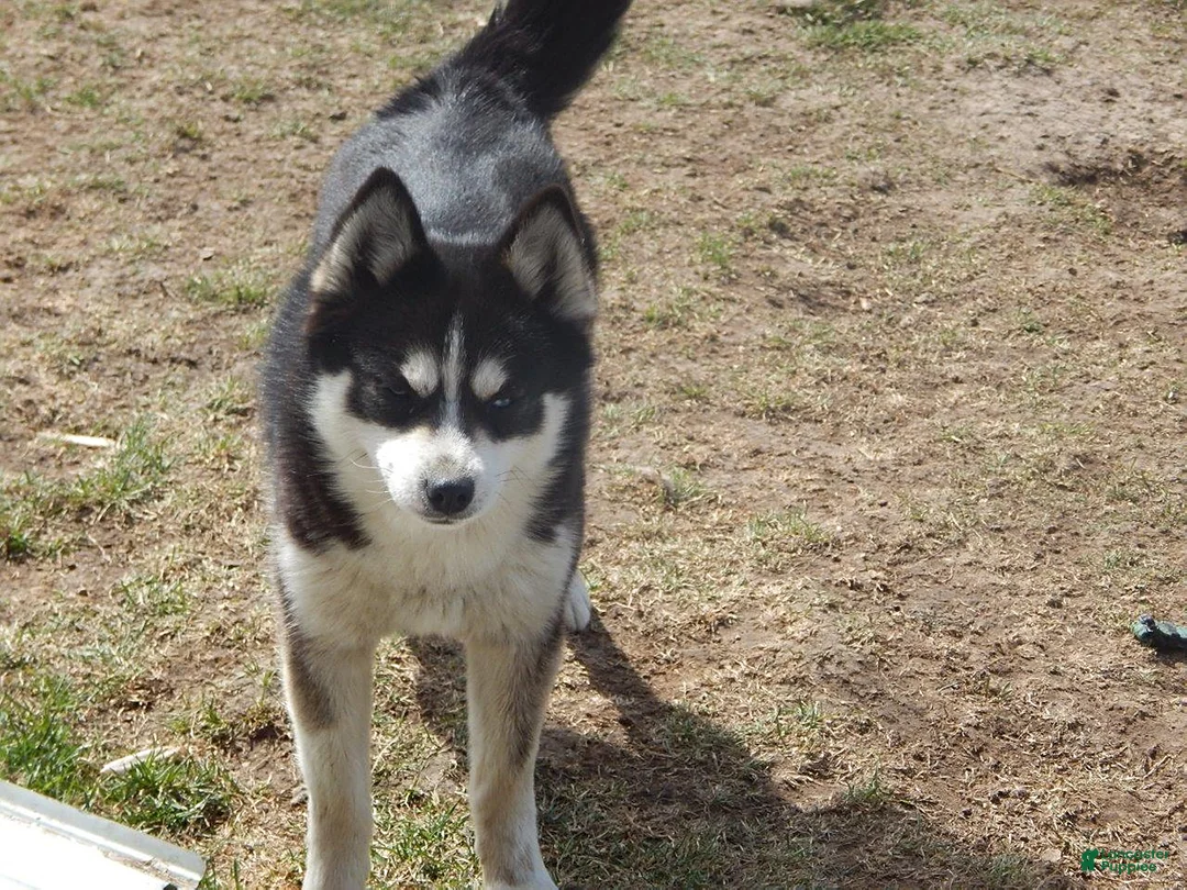 Pomsky dogs for sale: Ava  - Ad 11