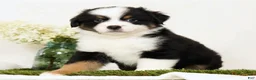 Miniature Australian Shepherd dogs for sale: Peter - Ad 1