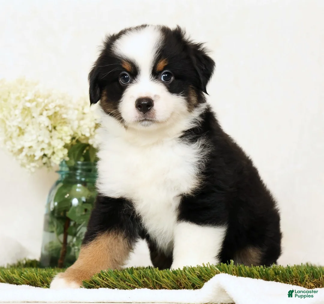 Miniature Australian Shepherd dogs for sale: Peter - Ad 1