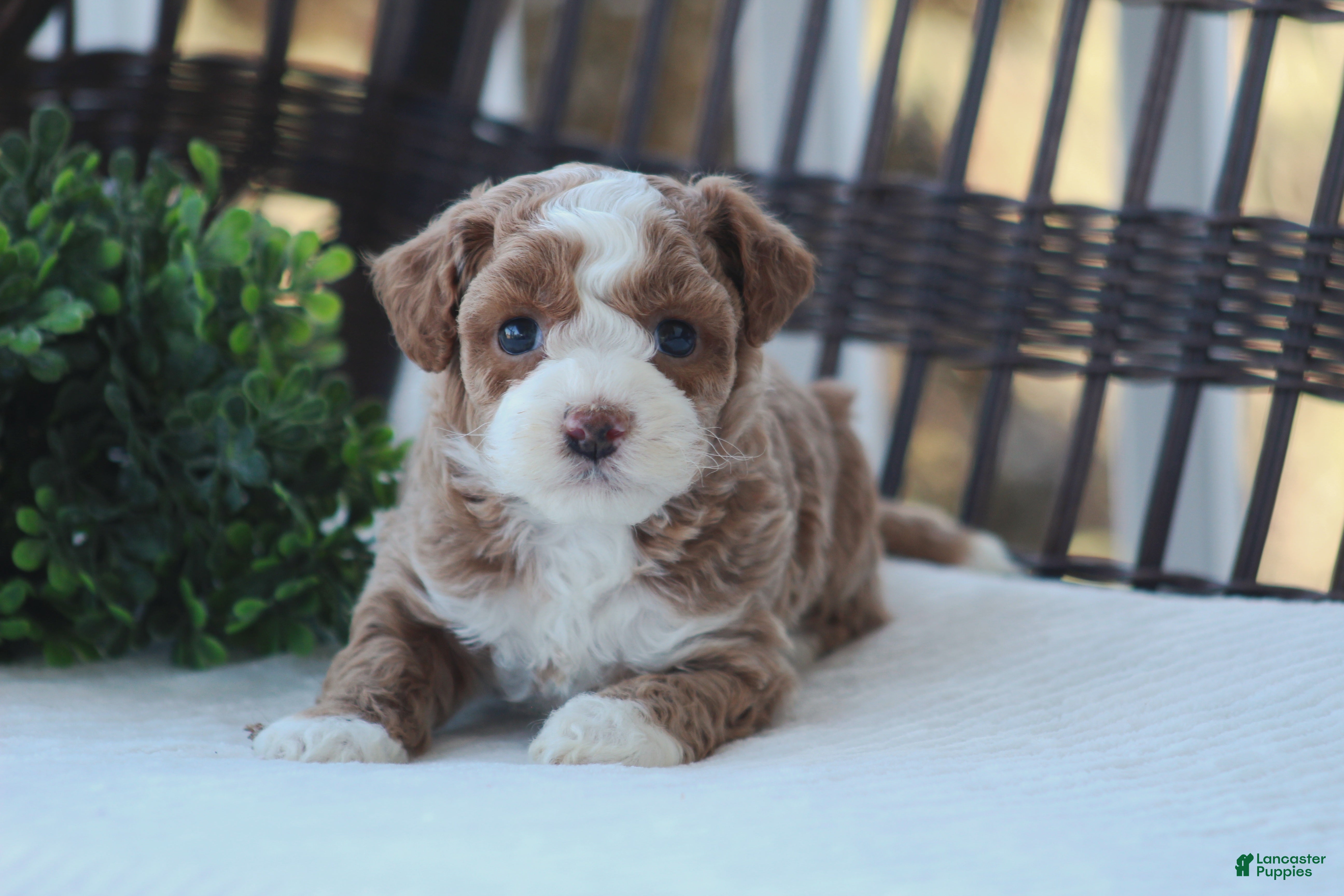 Bichpoo dogs Finn - Ad 2