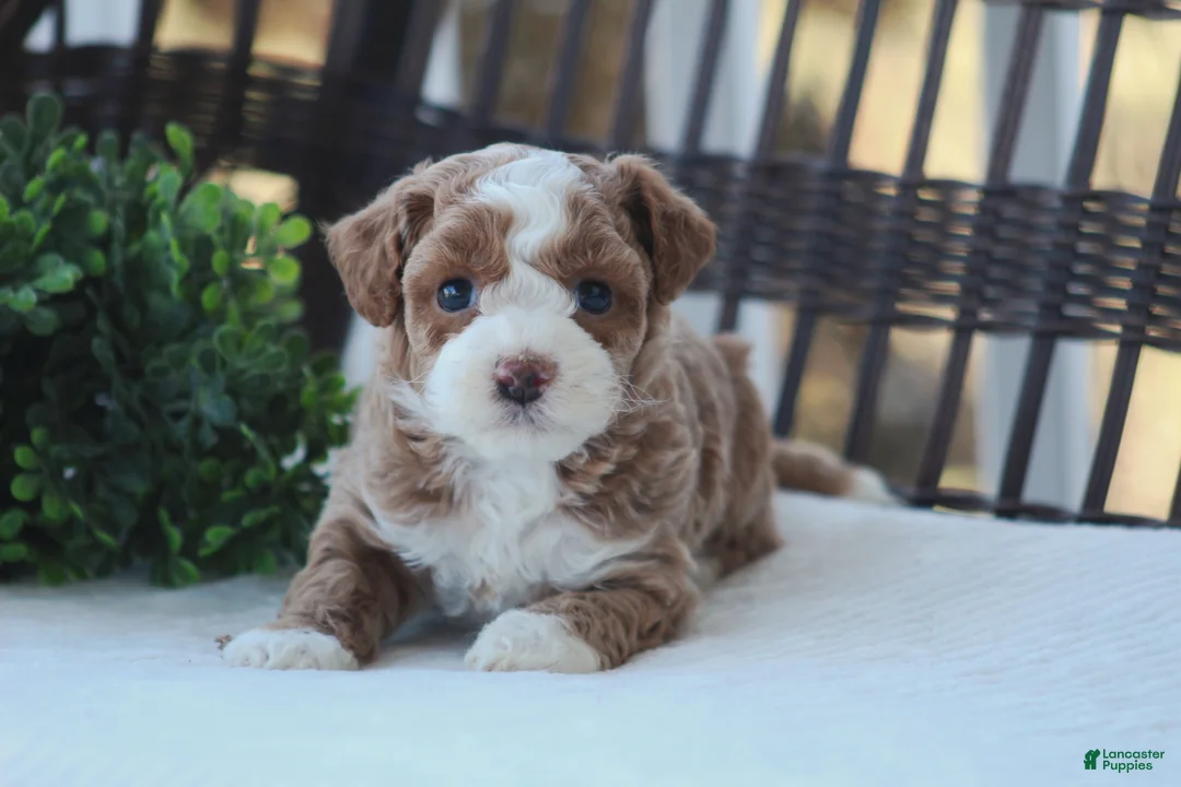 Bichpoo dogs for sale: Finn - Ad 2