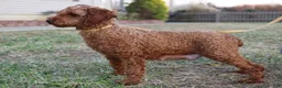 Miniature Poodle dogs for sale: Westa - Ad 5