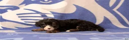Mini Bernedoodle dogs for sale: Emmery - Ad 3