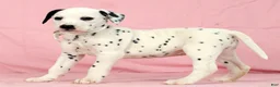 Dalmatian dogs for sale: Lily - Ad 3