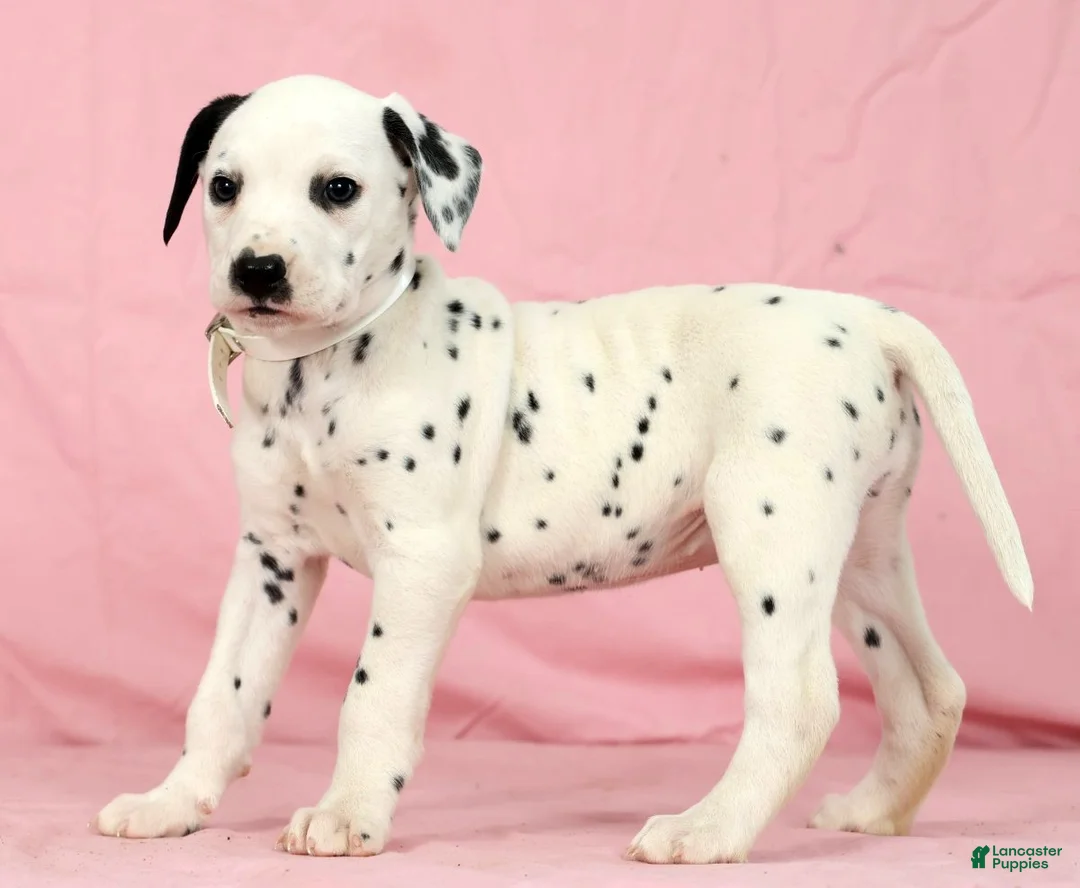 Dalmatian dogs for sale: Lily - Ad 3