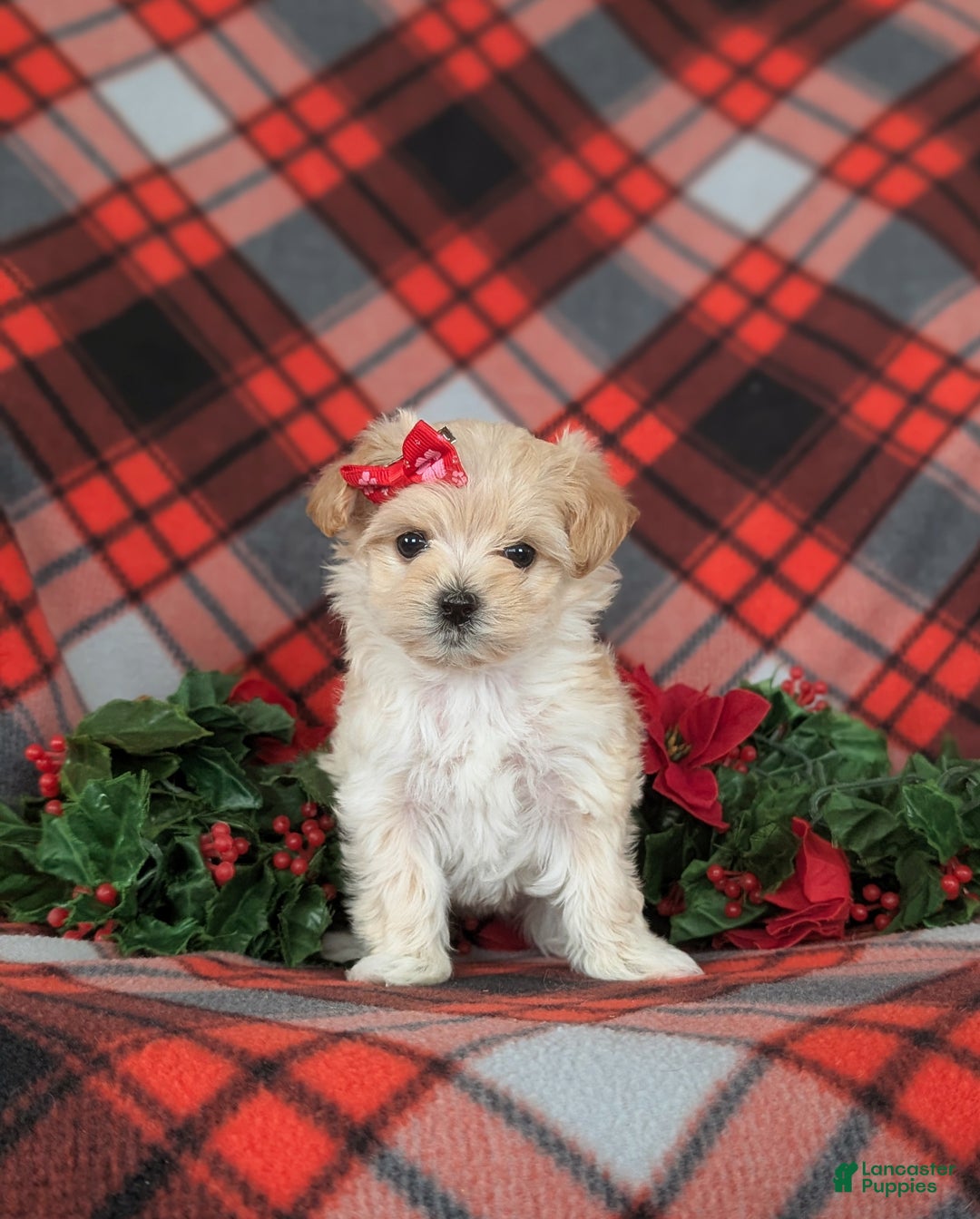 Maltipoo dogs for sale: Chloe 7 lbs Full Grown - Ad 2