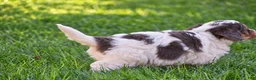Mixed Breed dogs for sale: Sterling - Mini Bernedoodle - Ad 6