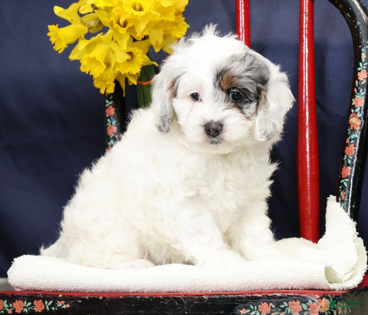 Cockapoo dogs Butter Bella - Ad 1