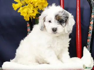 Cockapoo dogs for sale: Butter Bella - Ad 3