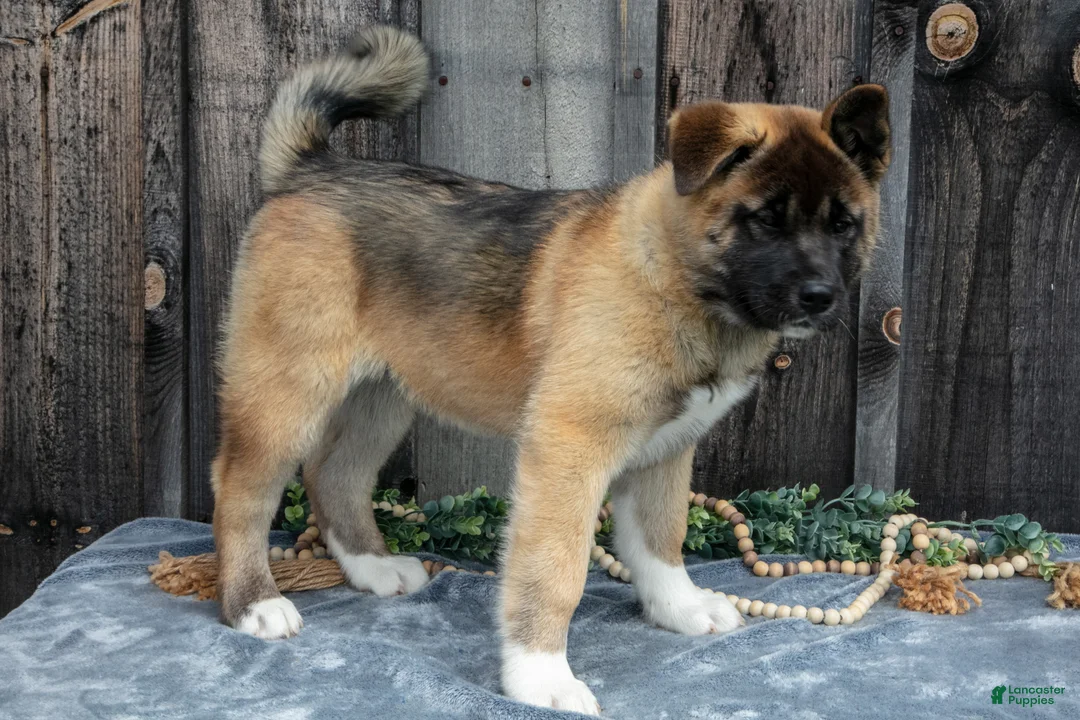 Akita dogs for sale: Sadie - Ad 1