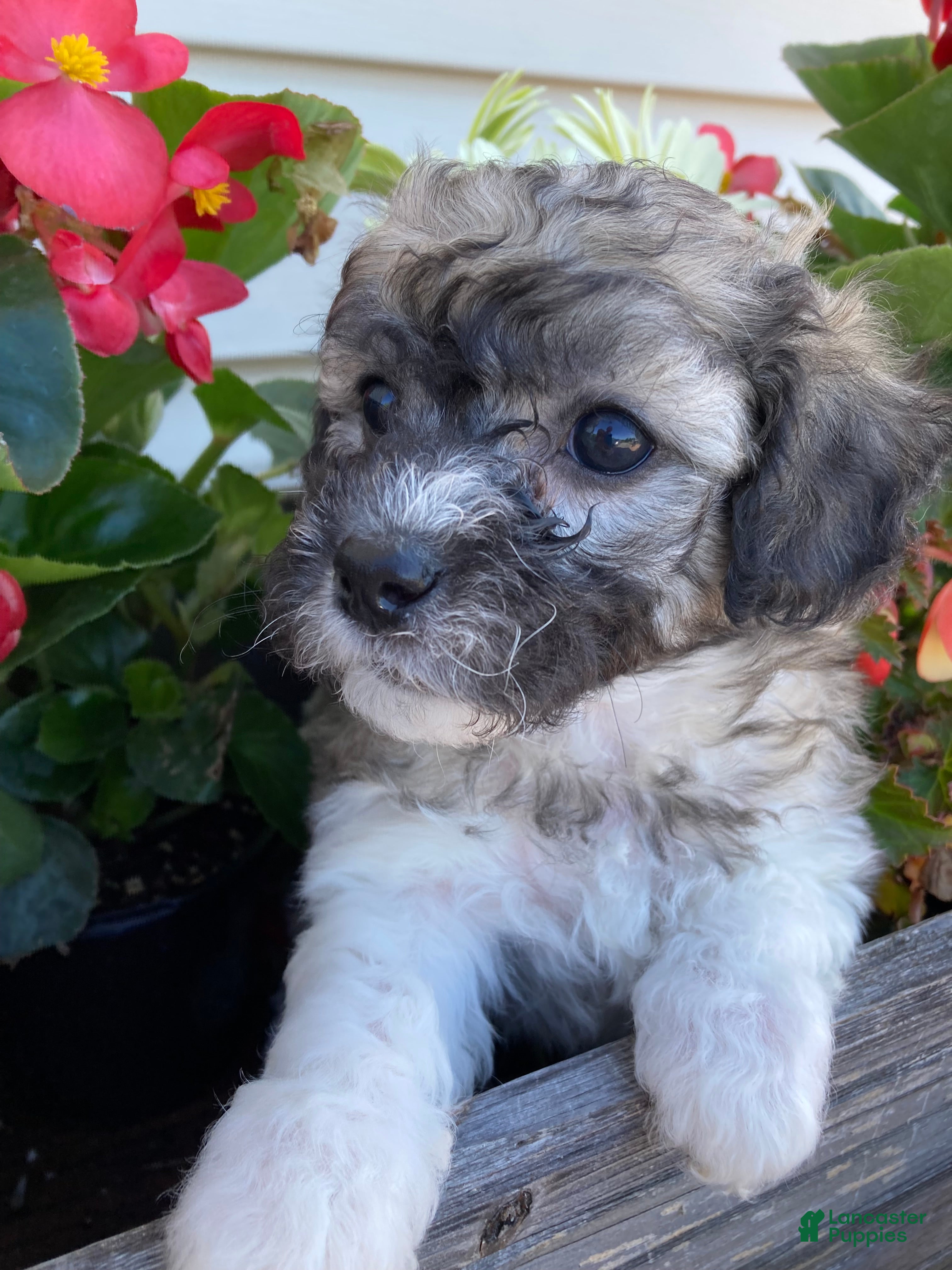 Mixed Breed dogs Lexi - Ad 2
