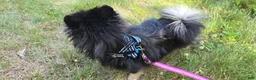 Pomeranian dogs for sale: Pomeranian 1 - Ad 6