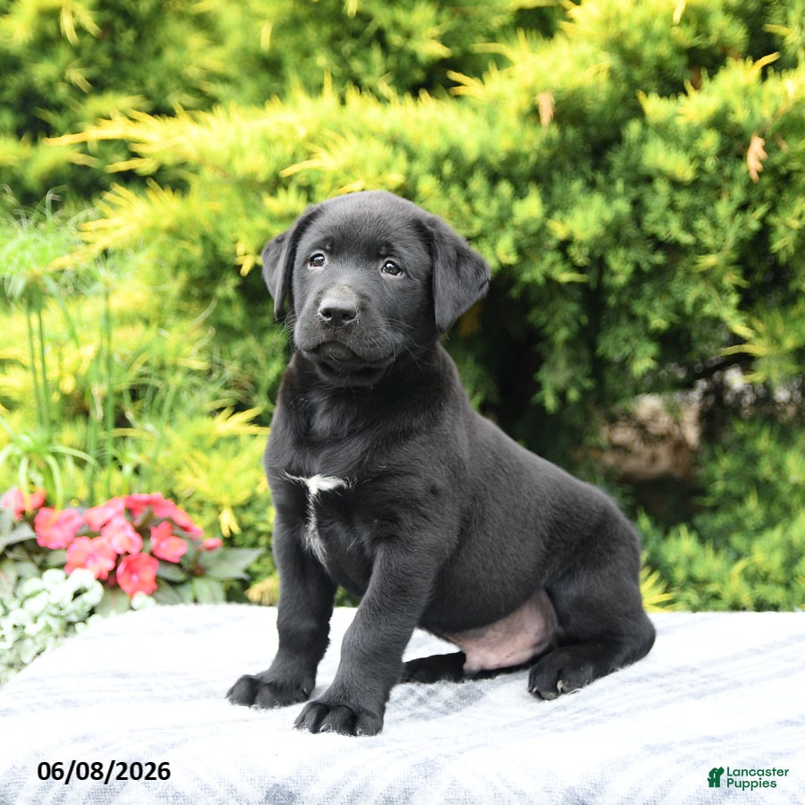 Labrador Retriever dogs Archie - Ad 2