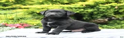 Labrador Retriever dogs for sale: Archie - Ad 2