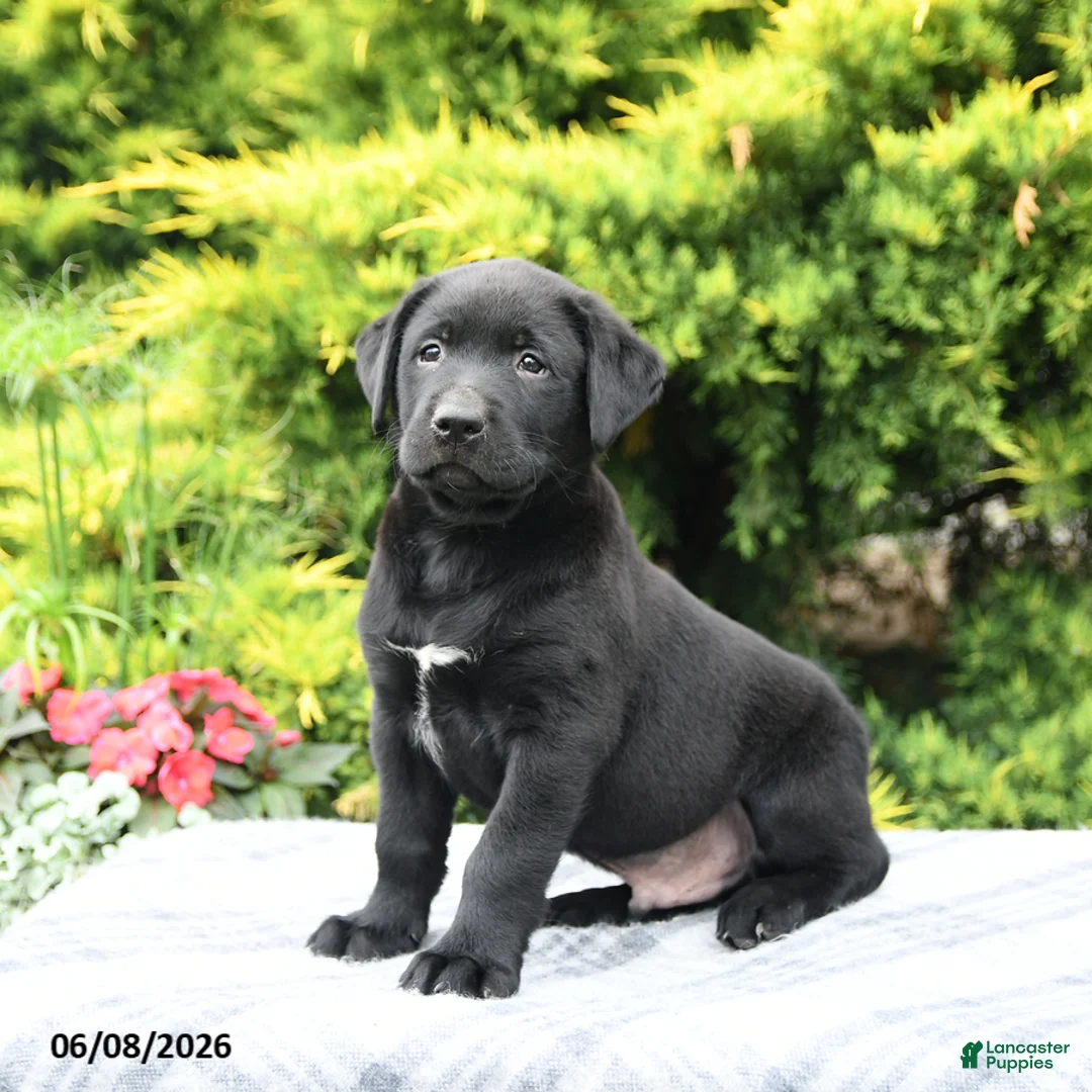 Labrador Retriever dogs for sale: Archie - Ad 2
