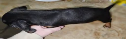 Miniature Dachshund dogs for sale: Black brown (dracula) - Ad 2