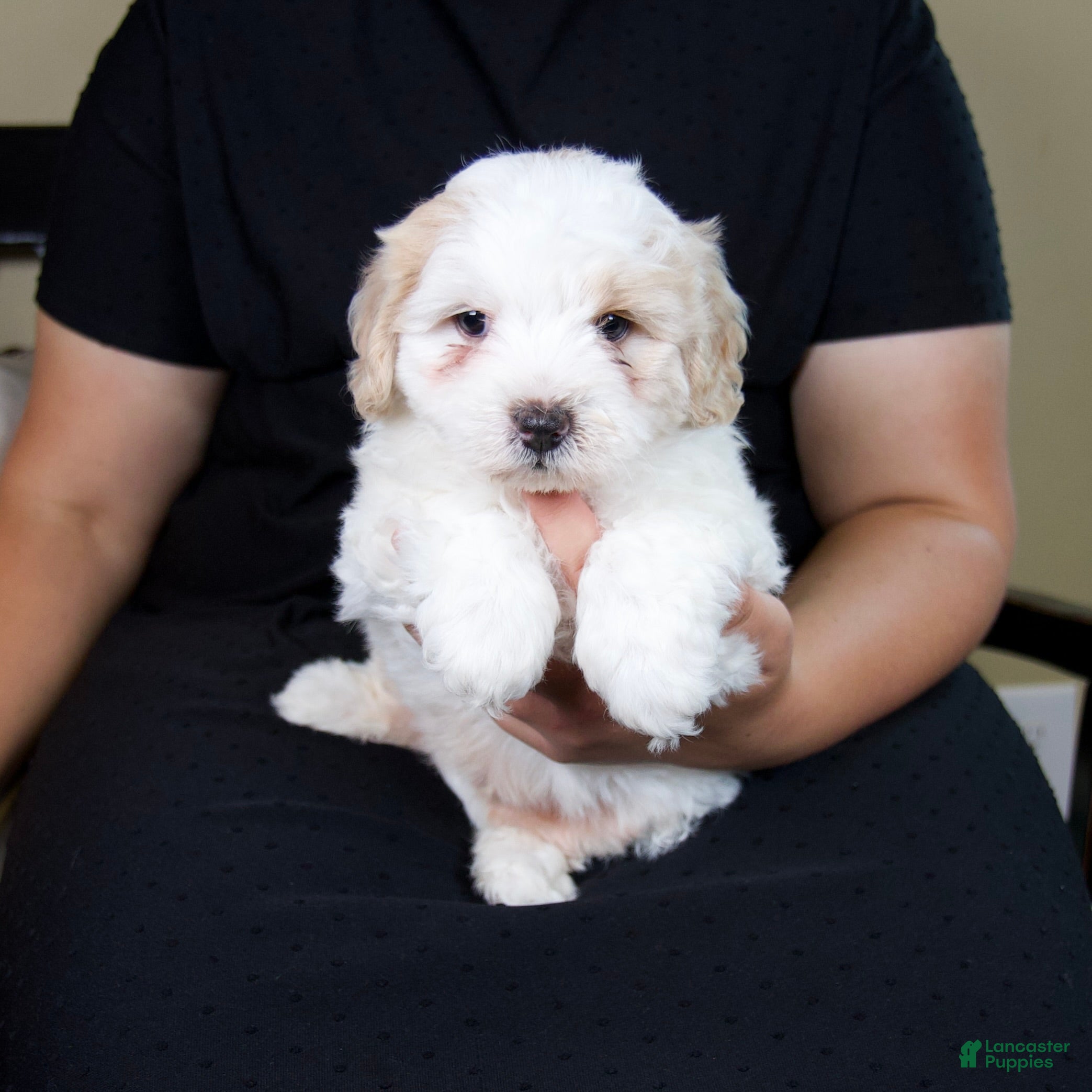Mini Bernedoodle dogs Milo - Rare color! - Ad 1