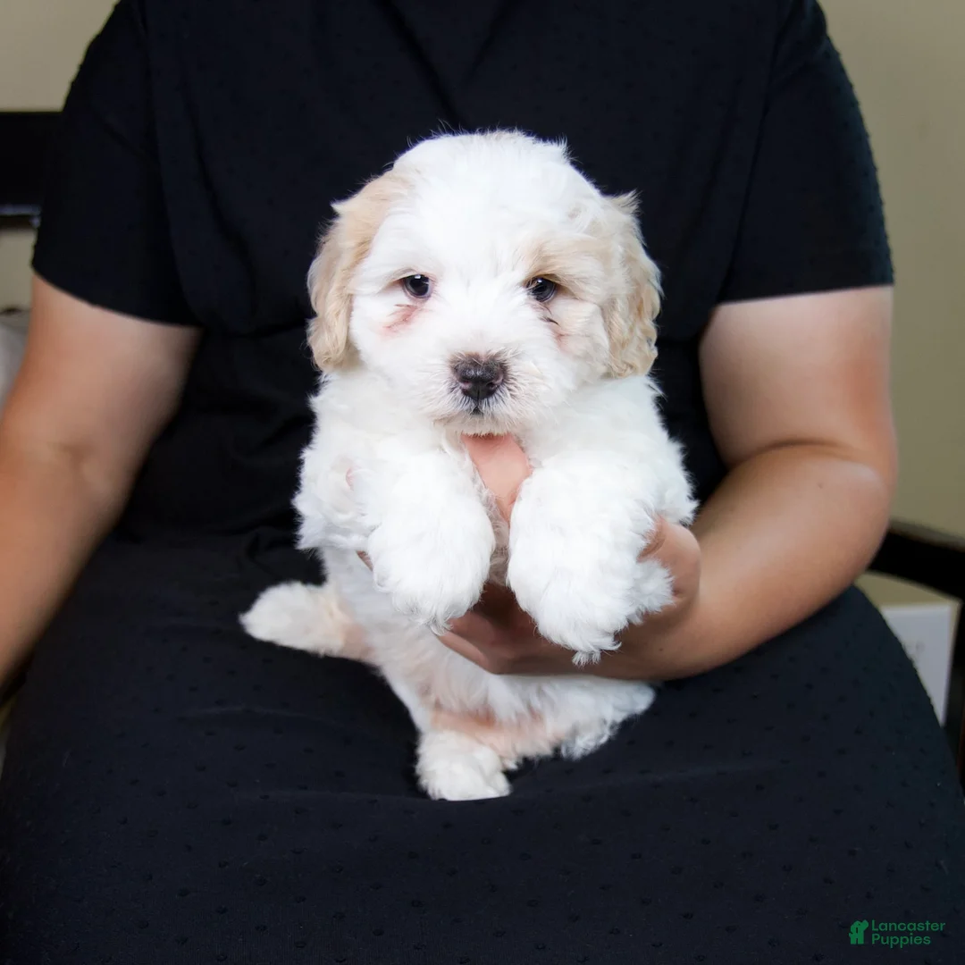 Mini Bernedoodle dogs for sale: Milo - Rare color! - Ad 1