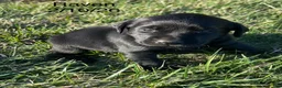 Labrador Retriever dogs for sale: Raven-Labrador Retriever Puppy  - Ad 15