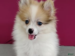 Pomeranian dogs - Ad 21