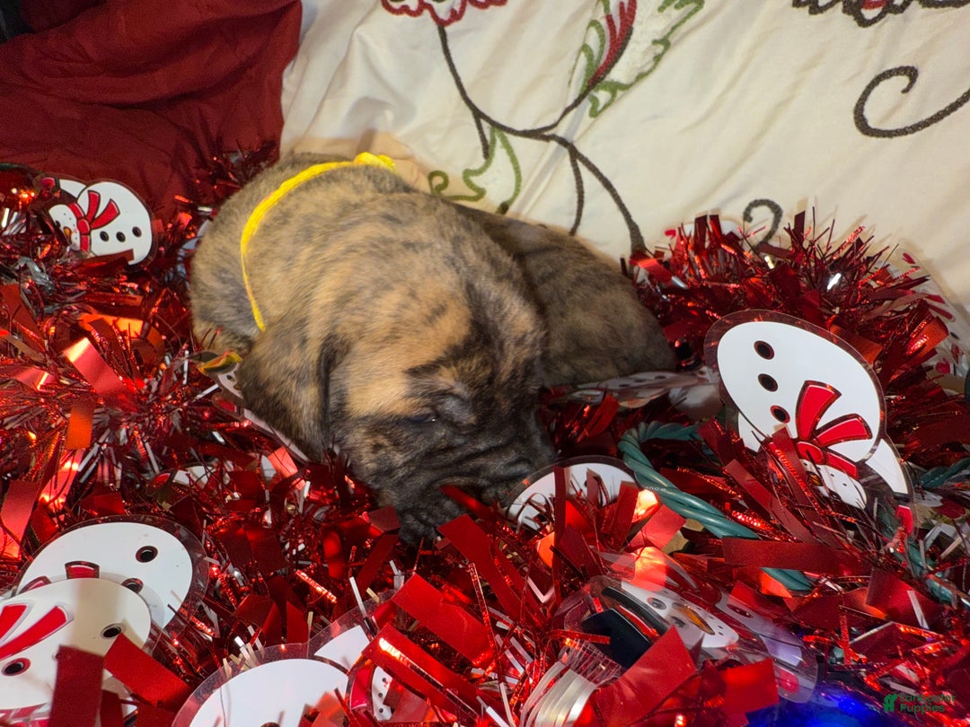 Great Dane dogs for sale: Francine - Ad 8