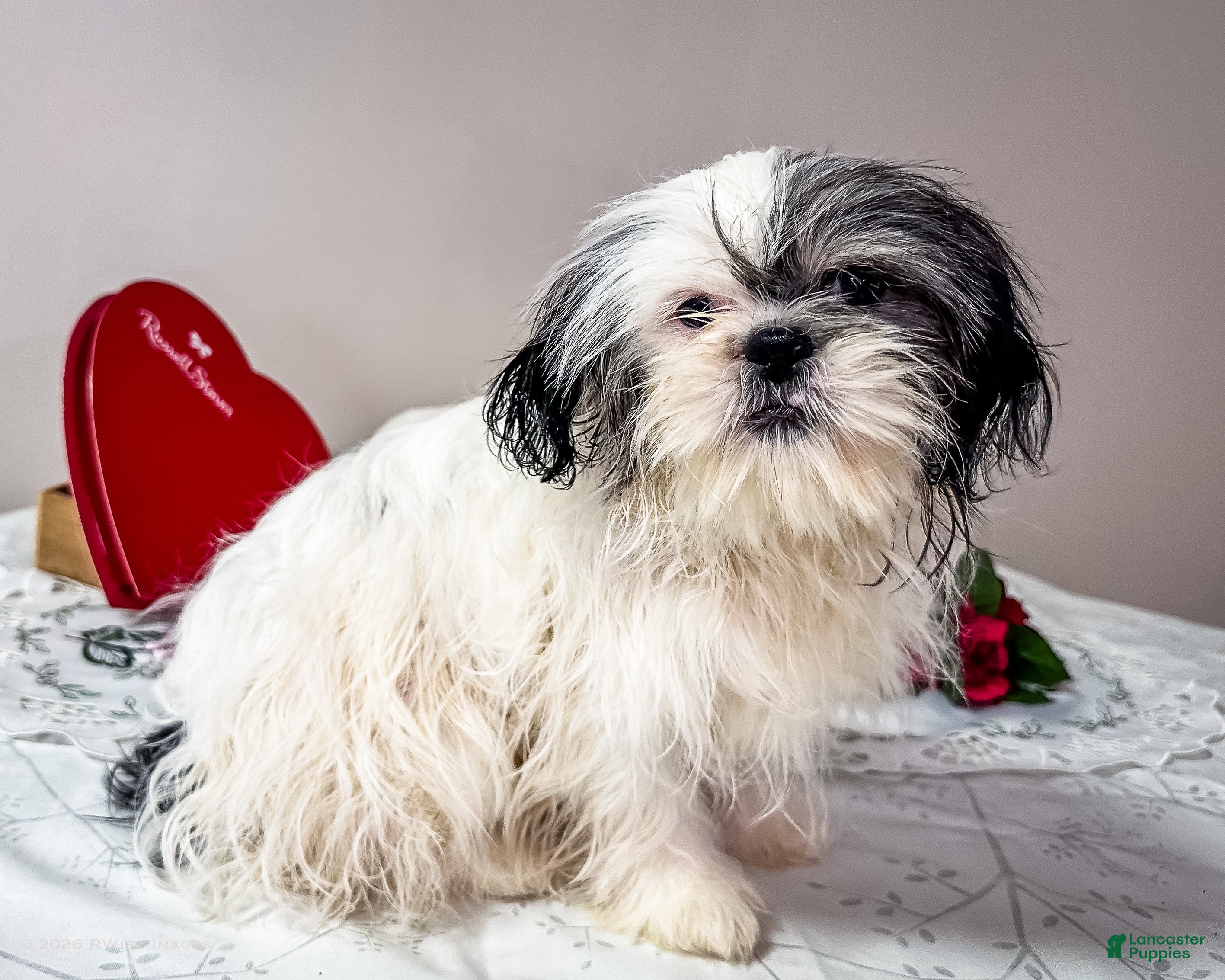 Shih Tzu dogs Lanceton - Ad 2