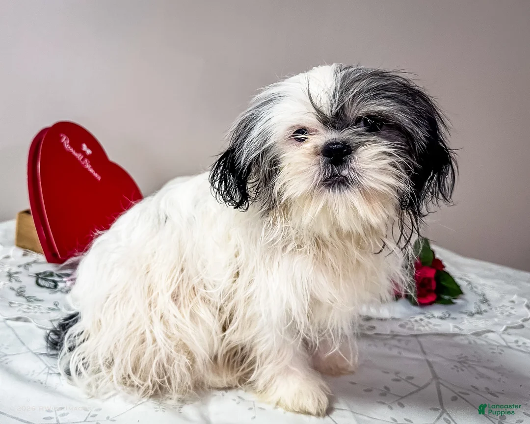Shih Tzu dogs for sale: Lanceton - Ad 2