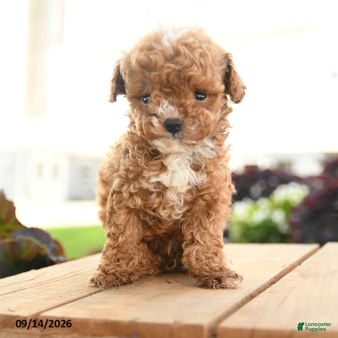 Toy Poodle dogs for sale: Nero - Ad 1