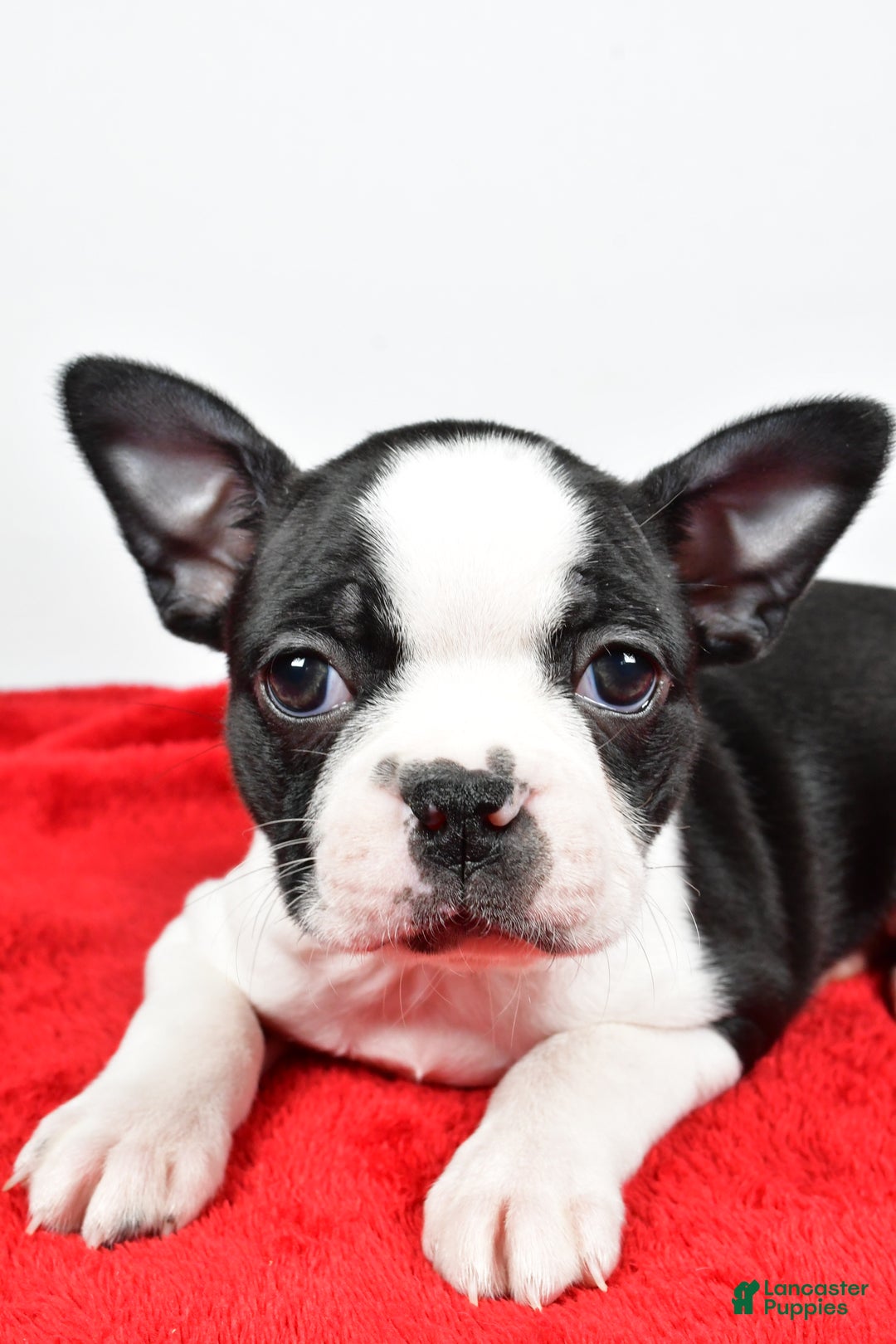 Boston Terrier dogs for sale: Hailey - Ad 5