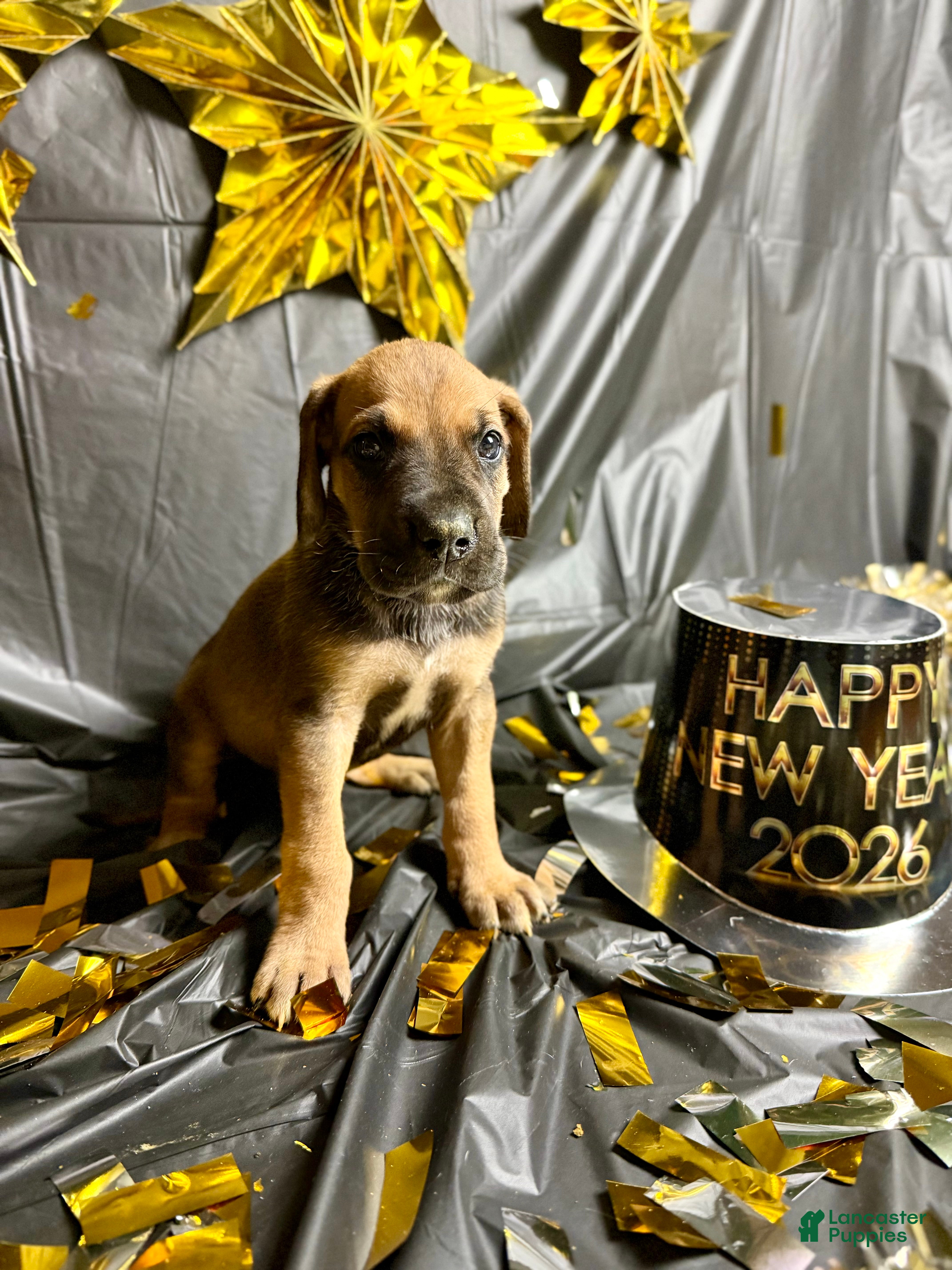 Great Dane dogs Ron Weasley - Ad 42