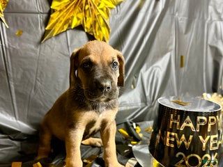 Great Dane dogs Ron Weasley - Ad 42