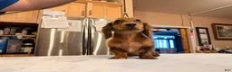 Miniature Dachshund dogs for sale: 2 blue eyes!!! - Ad 17