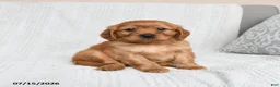 Miniature Golden Retriever dogs for sale: Morgan - Ad 1