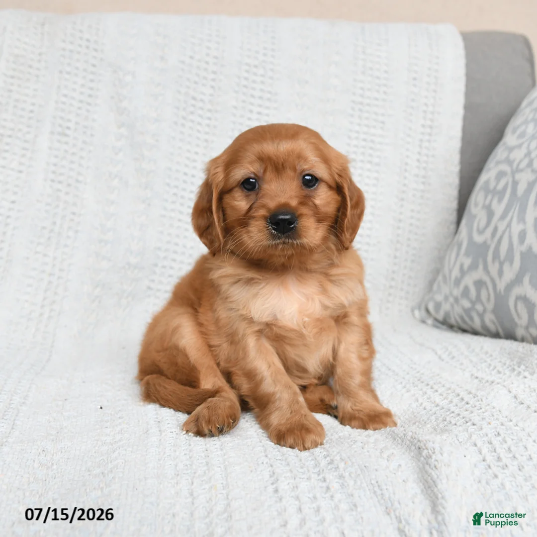 Miniature Golden Retriever dogs for sale: Morgan - Ad 1