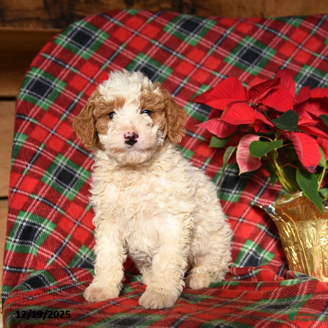 Mini Bernedoodle dogs for sale: Lightning - Ad 1
