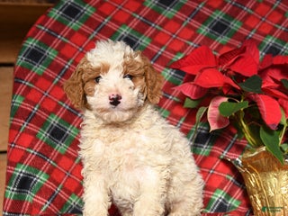 Mini Bernedoodle dogs Lightning - Ad 39