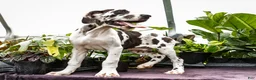 Great Dane dogs for sale: Chester - Ad 5