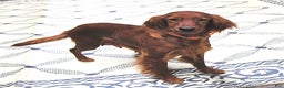 Mixed Breed dogs for sale: Ginger - Ad 4
