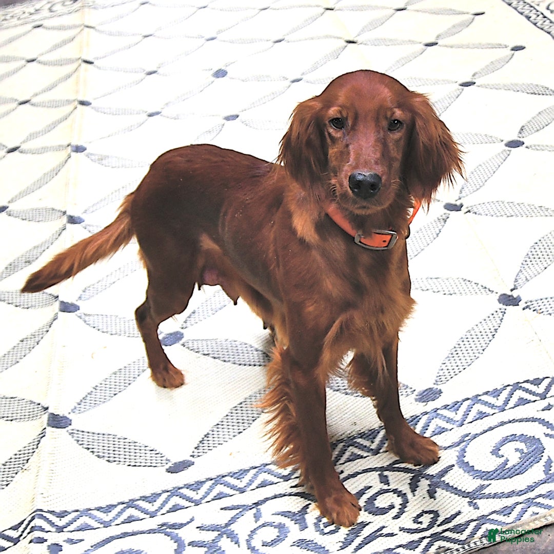 Mixed Breed dogs for sale: Ginger - Ad 4