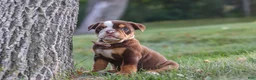 Beabull dogs for sale: Rosie - Ad 4