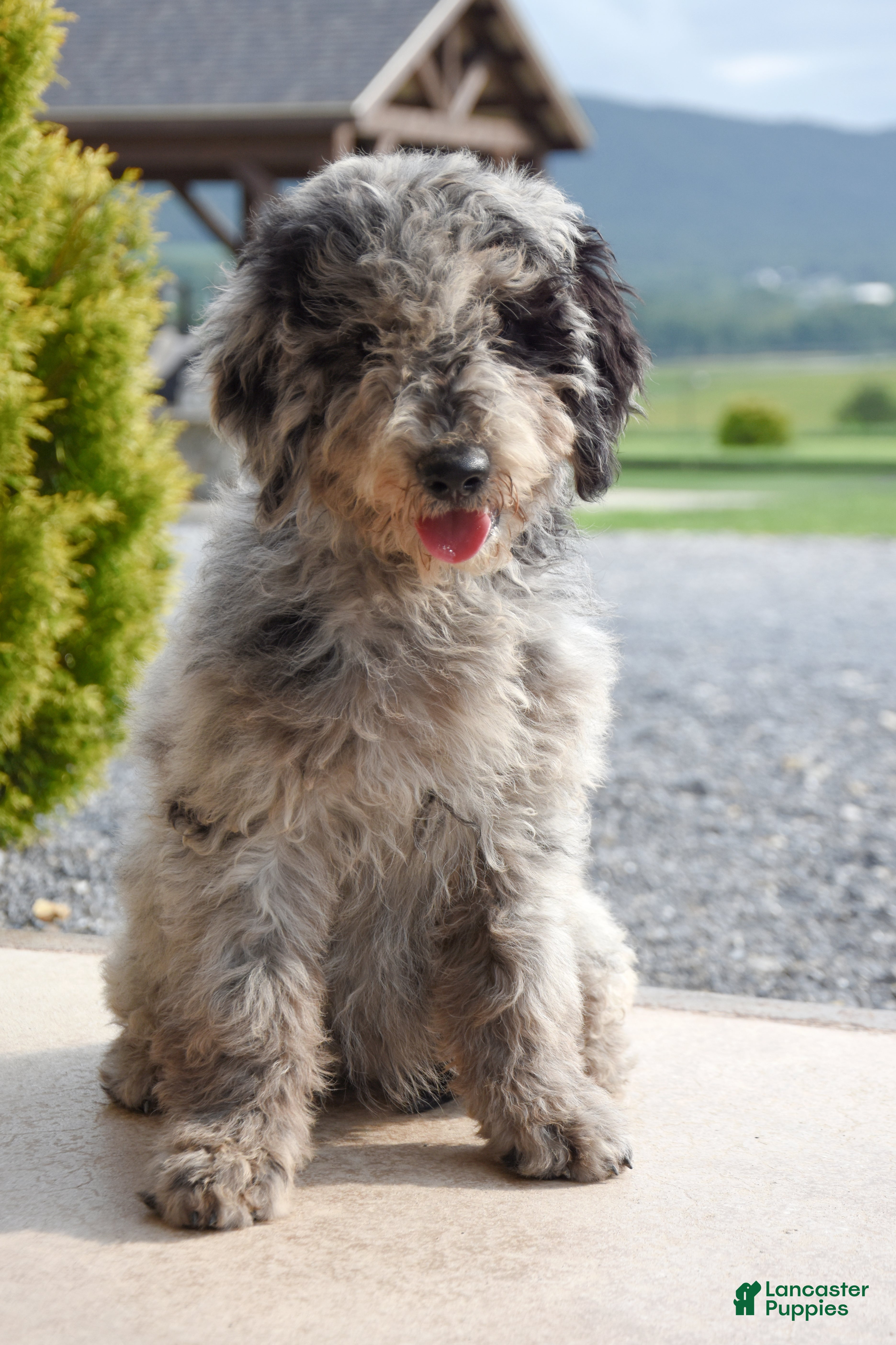 Mini Goldendoodle dogs Wrenn - Ad 2