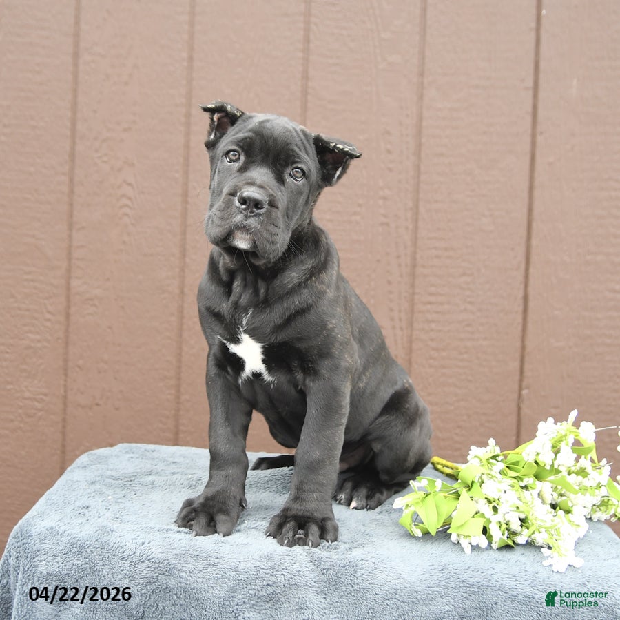 Cane Corso dogs Buster - Ad 1