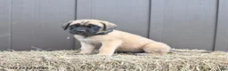English Mastiff dogs for sale: Moose - Ad 2