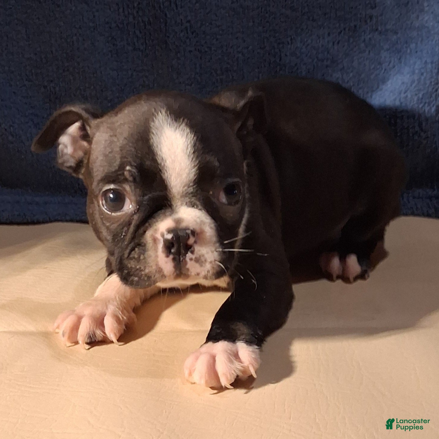 Boston Terrier dogs Esme - Ad 1
