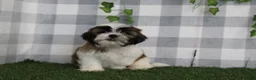 Shih Tzu dogs for sale: Flint - Ad 3