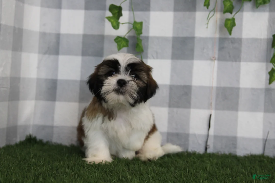 Shih Tzu dogs for sale: Flint - Ad 3