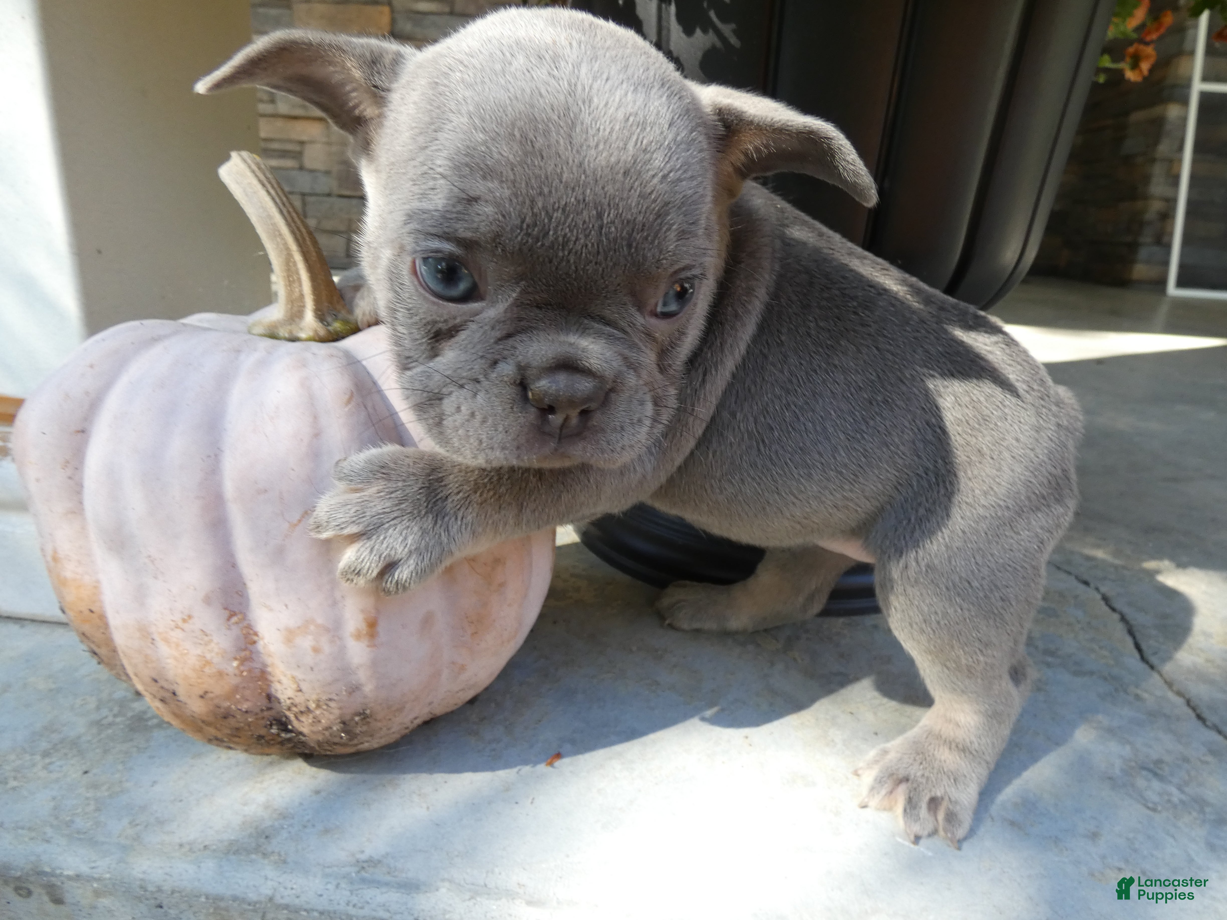 French Bulldog dogs for sale: French Bulldog 2 Star - Ad 26