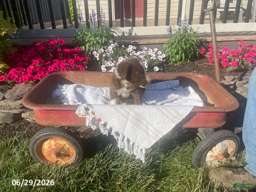 Border Collie dogs for sale: Brock - Ad 1