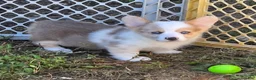 Welsh Corgi Pembroke dogs for sale: Beautiful Bentley  - Ad 29