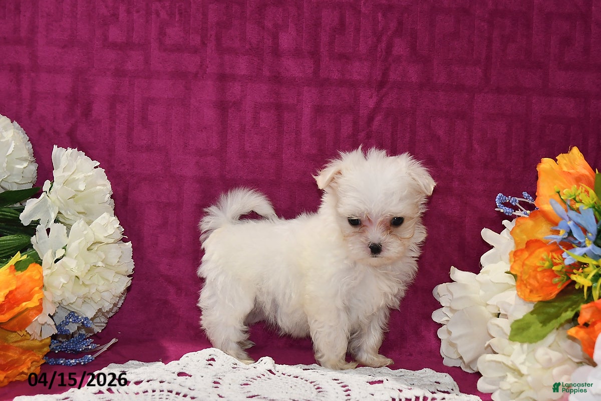Maltese dogs Chloe - Ad 1
